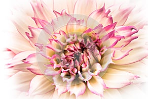 Details of white and pink dahlia fresh flower macro photography. High key colour photo.