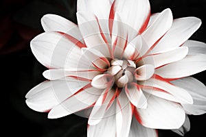 Details of white, pink and red dahlia flower macro close up photography isolated on dark black background