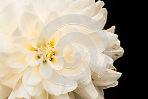 Details of white and yellow dahlia flower macro close up photography. Photo in colour emphasizing beautiful dahlia texture shapes