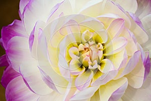 Details of white, yellow and purple dahlia flower macro close up photography