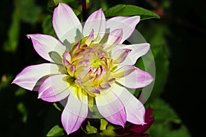 Details of white, yellow and purple dahlia flower macro close up photography. Photo in colour emphasizing texture, contrast and