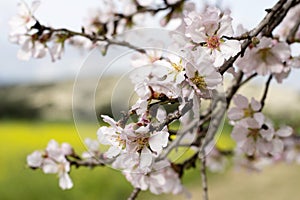 Details of wild blooming almond trees and background