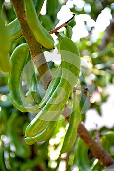 Details of wild green carob stems and green leaves