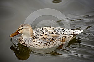 Details of a wild mallard duck