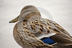 Details of a wild mallard duck