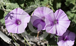 Details of wild purple field bindweed flower