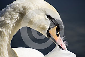 Details of a wild white swan and water reflections