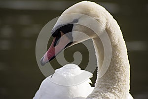 Details of a wild white swan and water reflections