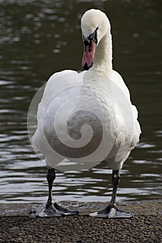 Details of a wild white swan and water reflections