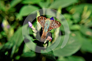 Details of the wings of Urbanus proteus in the flower