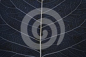 Details of wonderful white vein leaf