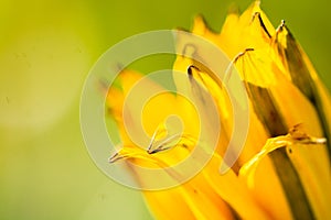 Macro photography of yellow photo