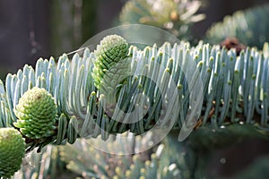 Details of young developing shoots of Noble fir (Abies procera glauca) in a backyard garden.