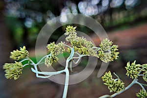 In detailthe flowers of Achyrocline satureioides