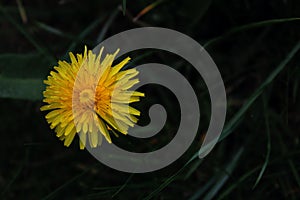 Little yellow flower, detal photo photo