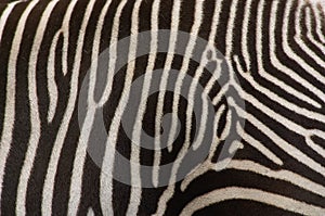 Detal of zebra img
