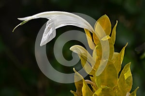 Detalhe em branco da flor do camarÃ£o amarelo