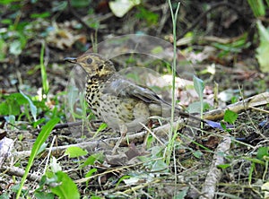 A thrush in the forest photo