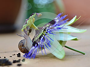 Detalle de un Caracol photo