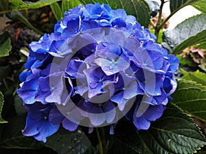 Detalle de una hortensia azul despuÃÂ©s de la lluvia photo