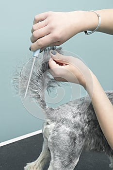 Detangling the fur on the dog`s tail with a comb in an animal beauty salon.