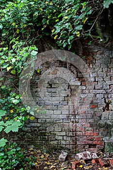 Deteriorated brick wall nature , Leuven, Belgium