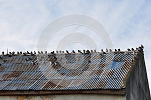 Deteriorated roof with pigeons