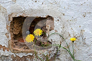 Deteriorated wall and dandelion flowers