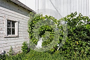 Deteriorating 19th century barn wall and window texture background