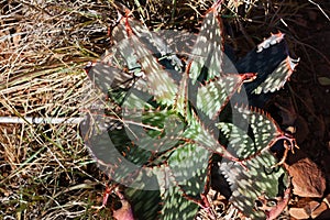 DETERIORATING SPOTTED ALOE PLANT IN THE WILD IN SUNLIGHT