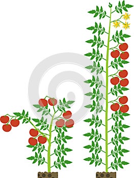 Determinate and indeterminate tomato plants with green leaf and red tomatoes photo