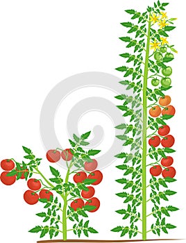 Determinate and indeterminate tomato plants with green leaf and red tomatoes