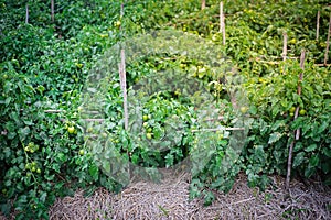 Determinate tomato growing on row with bamboo stakes support, straw mulch at traditional homestead farm in Thai Binh, Red River photo