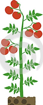 Determinate tomato plant with green leaf and ripe red tomatoes photo
