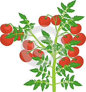 Determinate tomato plant with green leaf and ripe red tomatoes photo