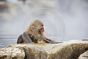 Determination: Wet, Wild Baby Snow Monkey