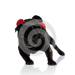 Determined black pug running around