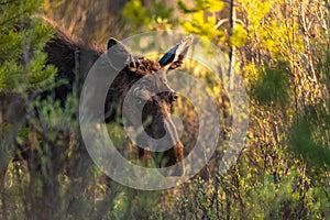 A determined Cow Moose Blocking a Nature Trail