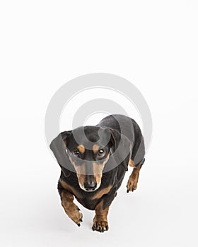 Determined small dog stares at camera and walks forward on a white studio background