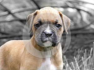 Determined Tan and White Boxer Puppy Neutral Background