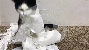 Determined Tuxedo Cat Rips At Paper Towels