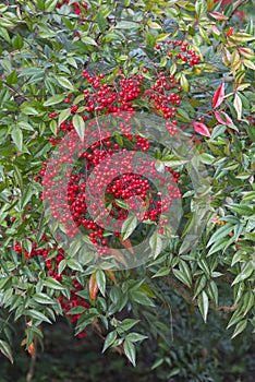 Detil of green bush with red round fruits photo