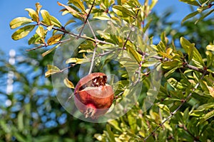 Detonated pomegranate in Greece