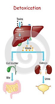 Detox Pathways Explained