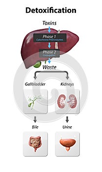 Detox Pathways Explained. From entering toxins in liver to Neutralize and eliminated via kidneys and gall bladder. detoxification