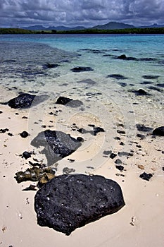 Deus cocos in mauritius photo