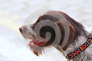 Deutcsh Drahthaar Pointer