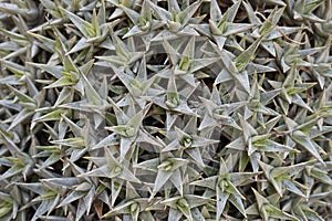 Deuterocohnia brevifolia background