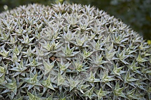 Deuterocohnia brevifolia background