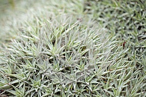 Deuterocohnia brevifolia background